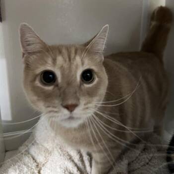 Buffy -  Domestic Short Hair Cat for Adoption in Alexandria, Virginia - Buffy | PetCurious