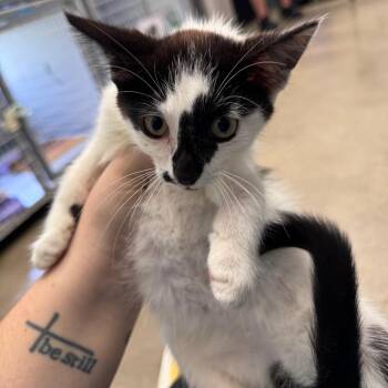 Curly -  Domestic Short Hair Cat for Adoption in Columbiana, Alabama - Curly | PetCurious