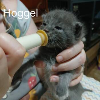 Hoggel -  Domestic Short Hair Cat for Adoption in Gainesville, Florida - Hoggel | PetCurious