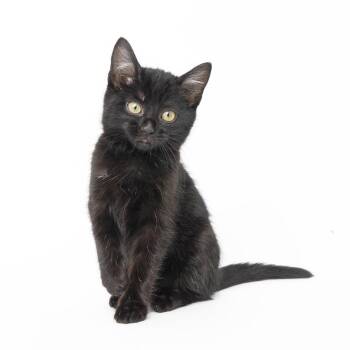 Domestic Short Hair Cats Available for Adoption in Franklin, Tennessee - Ralphie | PetCurious
