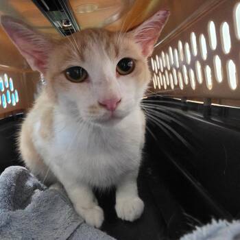 Domestic Short Hair Cats Available for Adoption in Clearwater, Florida - Herman | PetCurious