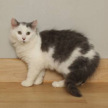 Rescue Domestic Medium Hair Cats for Adoption in Minnetonka, Minnesota - Dionysus C67152 | PetCurious