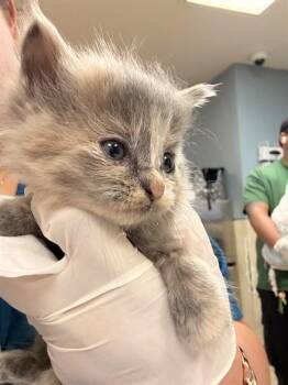SABRINA -  Domestic Short Hair Cat for Adoption in Riverside, California - SABRINA | PetCurious