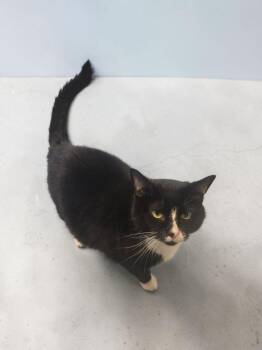 Maggie -  Domestic Short Hair Cat for Adoption in Barron, Wisconsin - Maggie | PetCurious