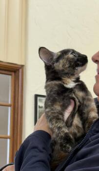 Nala ( Kat) -  Tortoiseshell Cat for Adoption in Vacaville, California - Nala ( Kat) | PetCurious