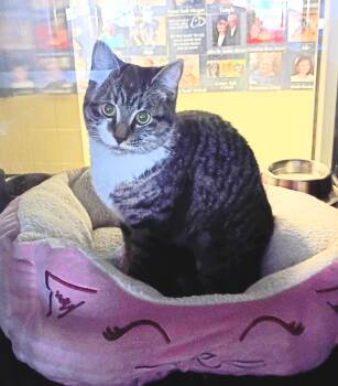 Rescue Domestic Short Hair Cats for Adoption in Kearney, Nebraska - Annabelle | PetCurious