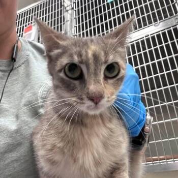 Domestic Short Hair Cats Available for Adoption in Bastrop, Texas - Miriam 26-05-174 | PetCurious