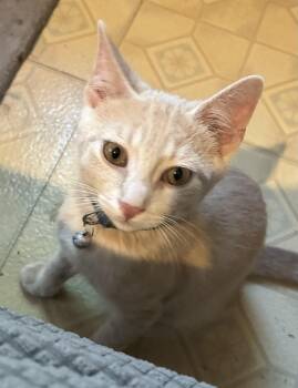 Rescue American Shorthair Cats for Adoption in Rochester, New York - Flash | PetCurious