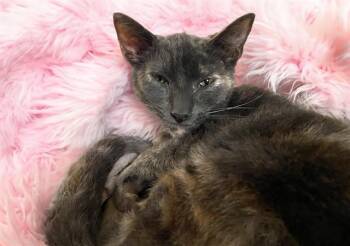 Domestic Short Hair Cats Available for Adoption - CINDERELLA | PetCurious