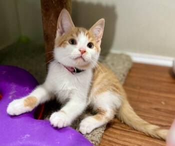 Rescue Domestic Short Hair Cats for Adoption in Ashland, Ohio - Brie | PetCurious