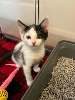 Christopher Lee -  Domestic Short Hair Cat for Adoption in Tucson, Arizona - Christopher Lee | PetCurious