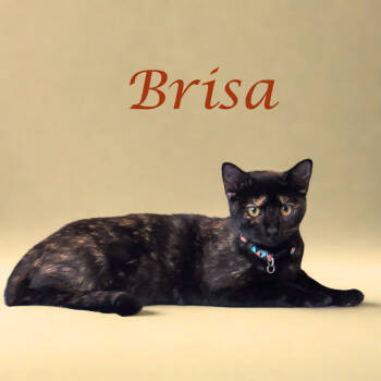 Rescue Domestic Short Hair Cats for Adoption in Lebanon, Tennessee - Brisa C25-279 | PetCurious
