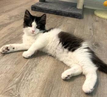 Dipper -  Domestic Long Hair and Domestic Short Hair Cat for Adoption in Morristown, New Jersey - Dipper | PetCurious