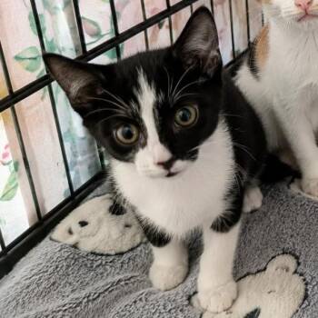 Kash -  Domestic Short Hair Cat for Adoption in Gun Barrel City, Texas - Kash | PetCurious