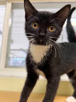 Chip -  Domestic Short Hair Cat for Adoption in Amery, Wisconsin - Chip | PetCurious