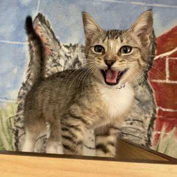 Judy -  Domestic Short Hair Cat for Adoption in Laredo, Texas - Judy | PetCurious