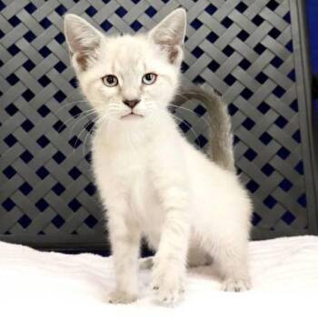 Charlotte -  Domestic Short Hair Cat for Adoption in Midland, Texas - Charlotte | PetCurious