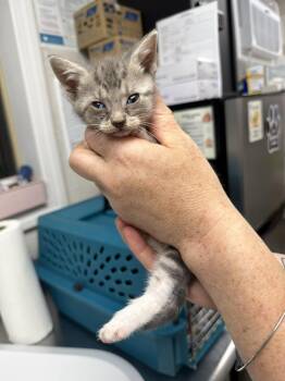 Dionne -  Domestic Short Hair Cat for Adoption in Pomona, New York - Dionne | PetCurious