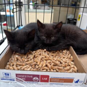 Sriracha -  Domestic Short Hair Cat for Adoption in Westminster, California - Sriracha | PetCurious