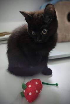 Bombay and Havana Cats Available for Adoption in Bow, Washington - Frenchie | PetCurious