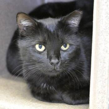 Domestic Short Hair Cats Available for Adoption - Crystal Ball | PetCurious