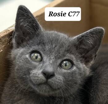 Rosie -  Domestic Short Hair Cat for Adoption in Morganton, North Carolina - Rosie | PetCurious