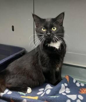 Princess Bubblegum -  Domestic Medium Hair Cat for Adoption in Suffolk, Virginia - Princess Bubblegum | PetCurious