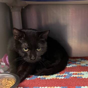 Whiskey -  Domestic Short Hair Cat for Adoption in Waynesburg, Pennsylvania - Whiskey | PetCurious