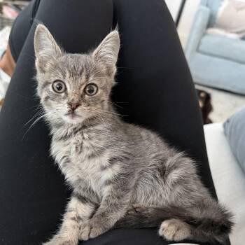 Stormy A26-126 -  Domestic Medium Hair Cat for Adoption in Santa Rosa Beach, Florida - Stormy A26-126 | PetCurious
