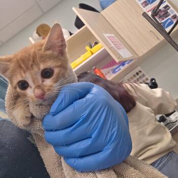 Sparkle -  Domestic Short Hair Cat for Adoption in Chattanooga, Tennessee - Sparkle | PetCurious