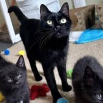 Phoenix -  Domestic Short Hair Cat for Adoption in Atlanta, Georgia - Phoenix | PetCurious