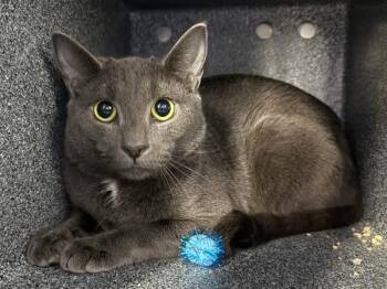 Shadow Ball -  Domestic Short Hair Cat for Adoption in New York, New York - Shadow Ball | PetCurious