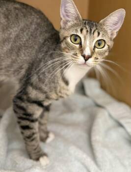 Rescue Domestic Short Hair and Tabby Cats for Adoption in Chandler, Arizona - Micki Meowmura | PetCurious