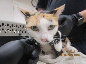 (667) -  Domestic Short Hair Cat for Adoption in Marietta, Georgia - (667) | PetCurious