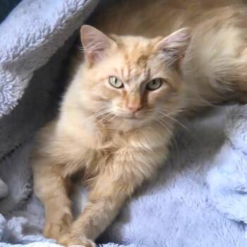 Cleveland -  Domestic Medium Hair Cat for Adoption in Chapel Hill, North Carolina - Cleveland | PetCurious