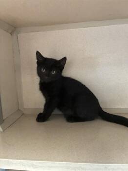 TANG -  Domestic Short Hair Cat for Adoption in Cookeville, Tennessee - TANG | PetCurious