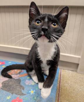Mel -  Domestic Short Hair Cat for Adoption in Smithfield, North Carolina - Mel | PetCurious