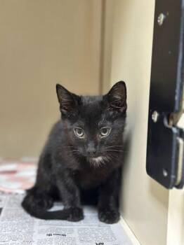 Ottis -  Domestic Short Hair Cat for Adoption in Marshall, Texas - Ottis | PetCurious