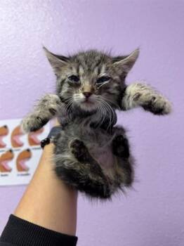 Domestic Short Hair Cats Available for Adoption in El Paso, Texas - 60837598 | PetCurious