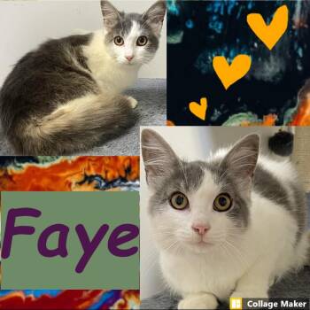 Faye -  Domestic Short Hair Cat for Adoption in Clearfield, Pennsylvania - Faye | PetCurious