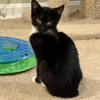 Moira -  Domestic Short Hair and Tuxedo Cat for Adoption in UNIVERSITY PA, Maryland - Moira | PetCurious