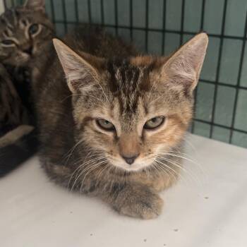 Aloha -  Domestic Short Hair Cat for Adoption in Sarasota, Florida - Aloha | PetCurious