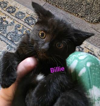 Billie -  Domestic Short Hair Cat for Adoption in Jamesville, New York - Billie | PetCurious
