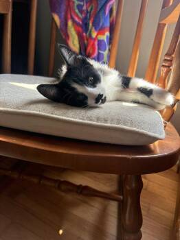 Xanadu -  Domestic Short Hair Cat for Adoption in Topeka, Kansas - Xanadu | PetCurious
