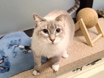 Gracie -  Domestic Short Hair Cat for Adoption in Golden Valley, Minnesota - Gracie | PetCurious
