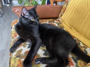 Larry -  Domestic Short Hair Cat for Adoption in Montreal, Quebec - Larry | PetCurious