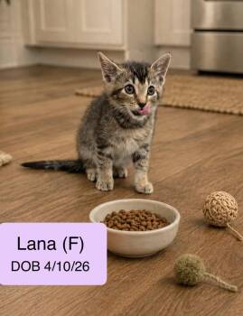 Lana -  Tabby and Domestic Short Hair Cat for Adoption in Vacaville, California - Lana | PetCurious