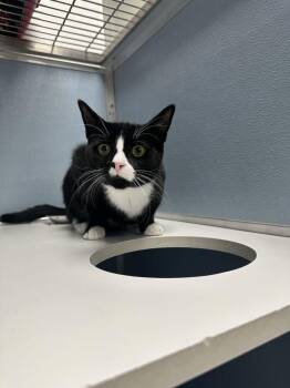 Sylvester -  Domestic Short Hair Cat for Adoption in Milltown, New Jersey - Sylvester | PetCurious