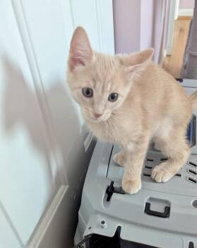 Niko -  Domestic Short Hair Cat for Adoption in Cincinnati, Ohio - Niko | PetCurious