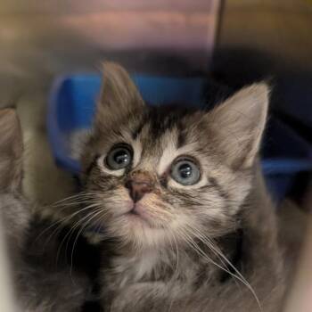 Doralee Rhodes -  Domestic Medium Hair Cat for Adoption in Baltimore, Maryland - Doralee Rhodes | PetCurious